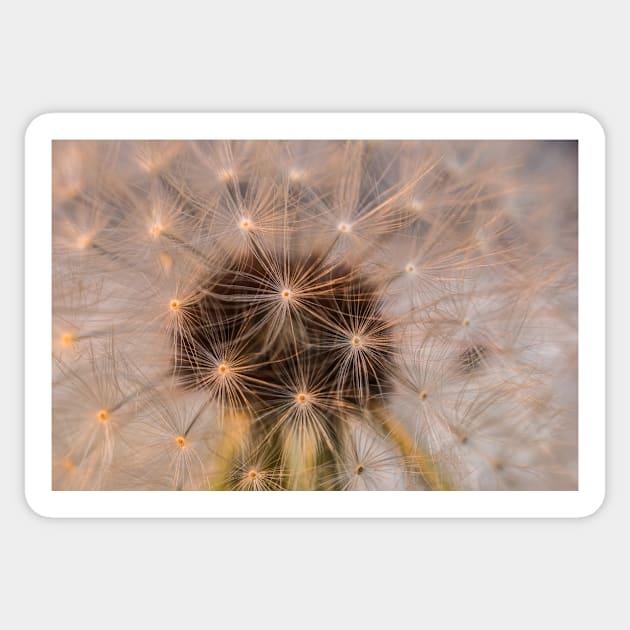 Dandelion 3 Sticker by KensLensDesigns